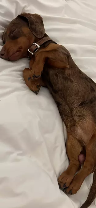 Dachshund