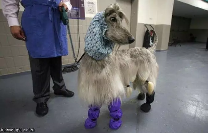 Nice Shoes