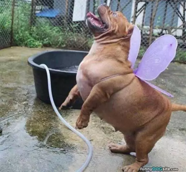 I Am A Butterfly