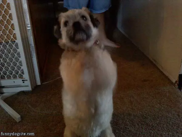Toby Waving