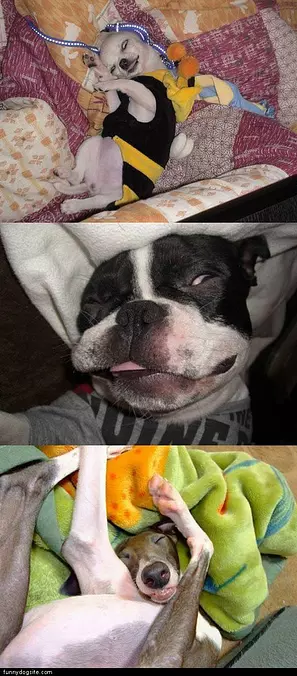 Sleeping Bee Dog