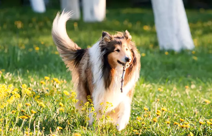 Collie running