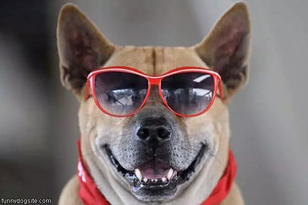 Very Cool Dog