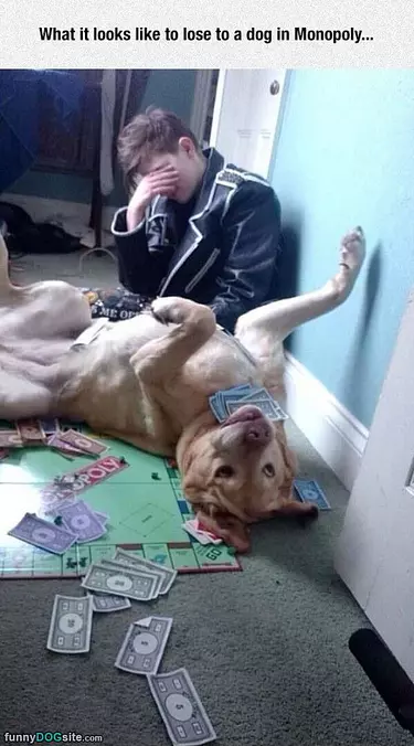 Losing To A Dog