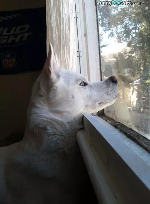 Watching The House