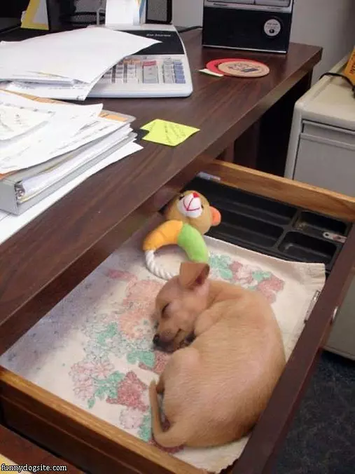 Sleeping In A Shelf
