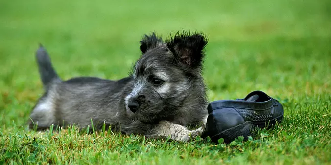 Skye Terrier puppy
