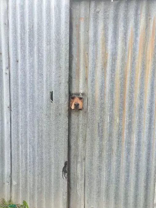 Out The Fence
