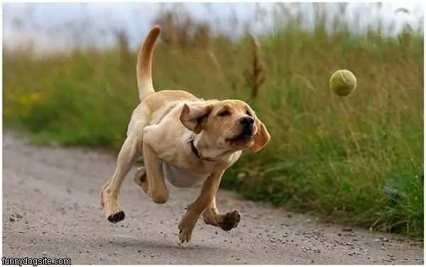 Dog Fetching