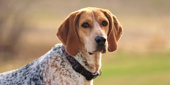 American English Coonhound