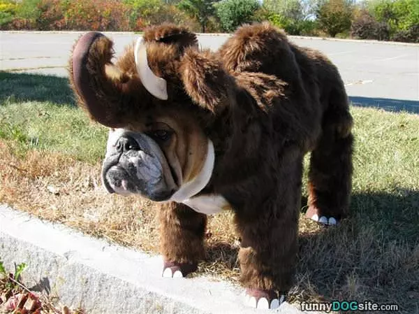 Im An Elephant