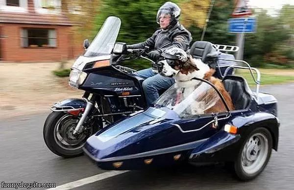 Amazing Dog Ride