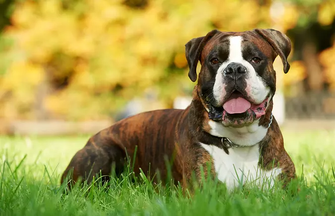 Boxer Dog