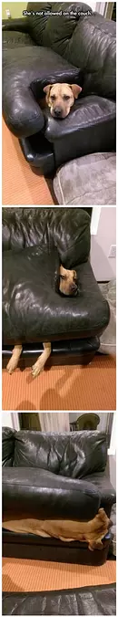 Not Allowed On The Couch