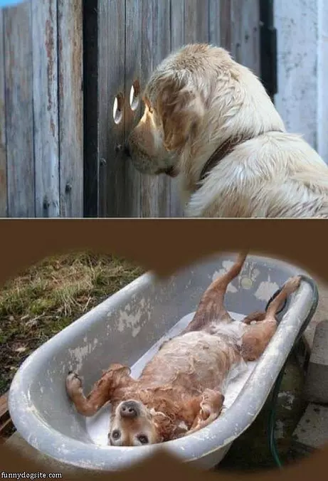 Peeping Dog