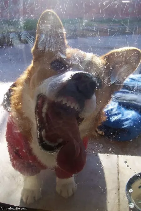 Rawrrr Let Me In
