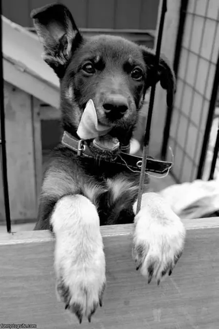 Fun Time Dog