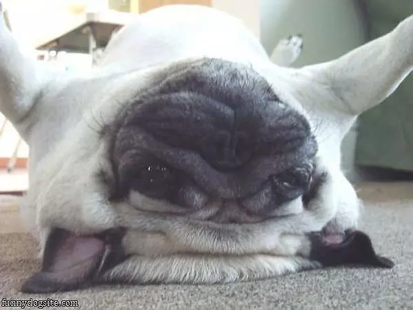 Upside Down Pug