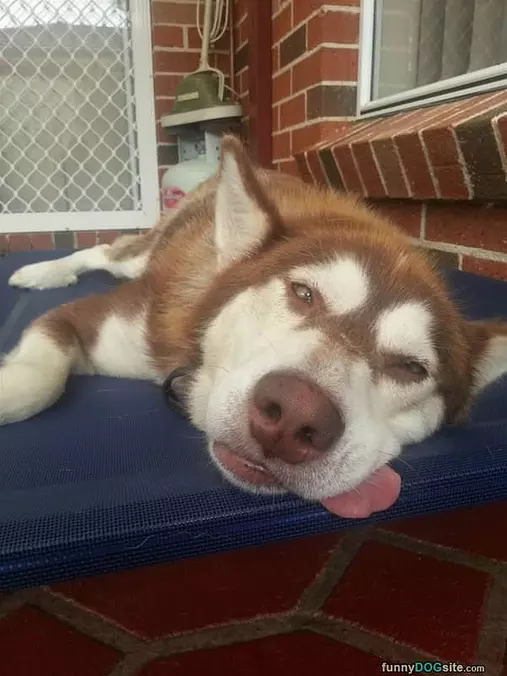 Tongue Out Sleepiung