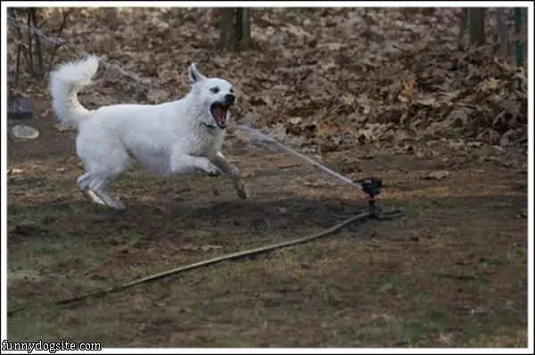 Attack Of The Water