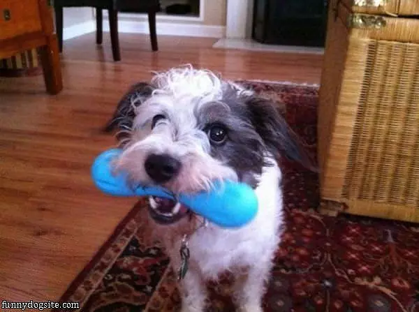 I Fetched This