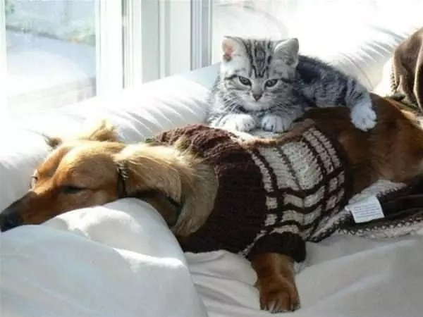This Guy Makes A Good Bed