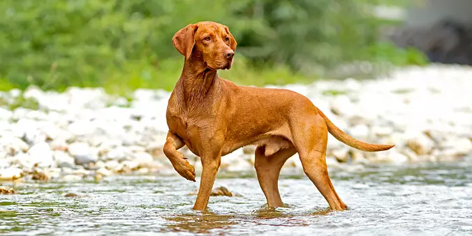 Vizsla dog