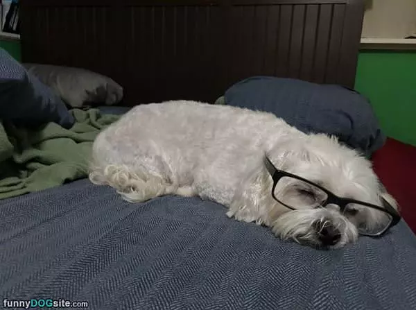An Intelligent Looking Dog