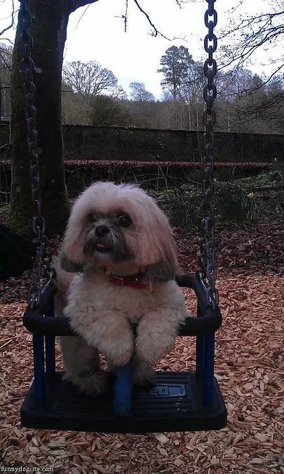 Chippie On A Swing