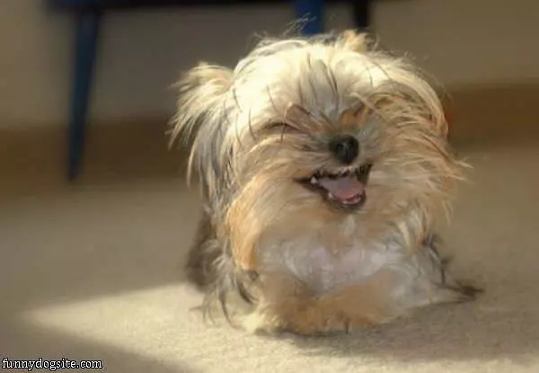 Funny Dog