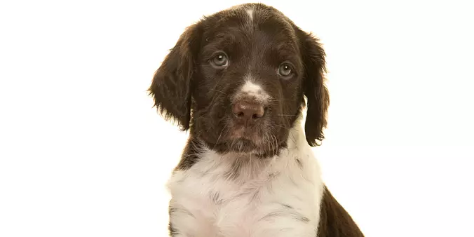 Small Munsterlander puppy c...