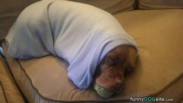 Dreaming Of Fetching