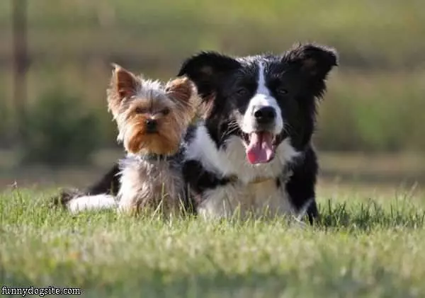 Cute Dogs