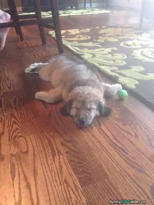 All Pooped Out
