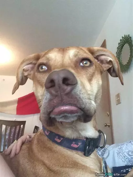 My Bottom Lip