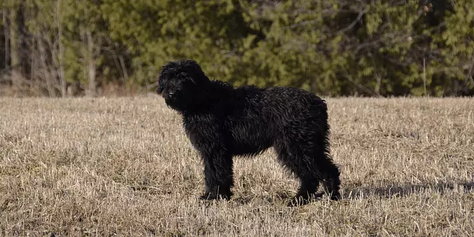 Bouvier des Flandres cover 1