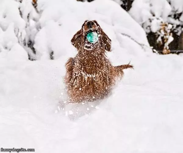 Playing Fetch