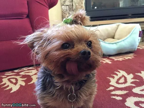 I Has The Derp