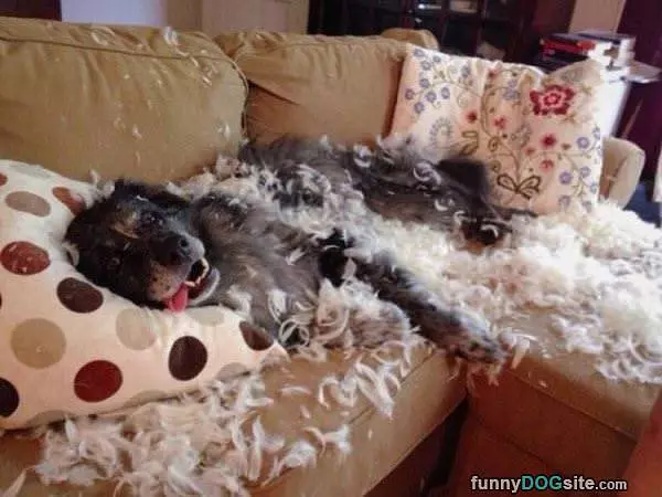 Fluffy Mess