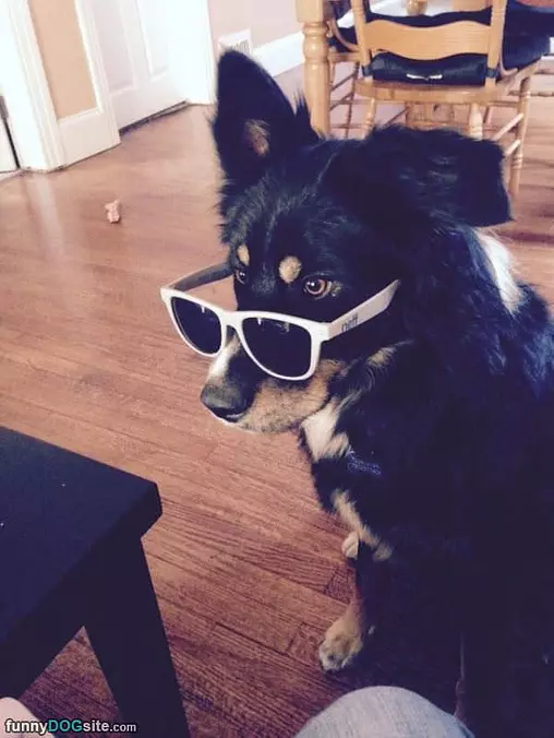 Got My Cool Glasses