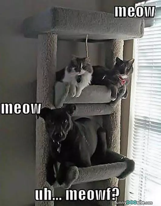 Meow Meow Meow