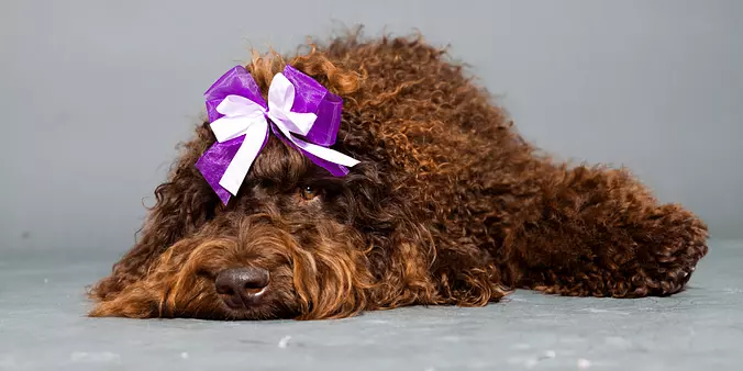 Barbet Dog