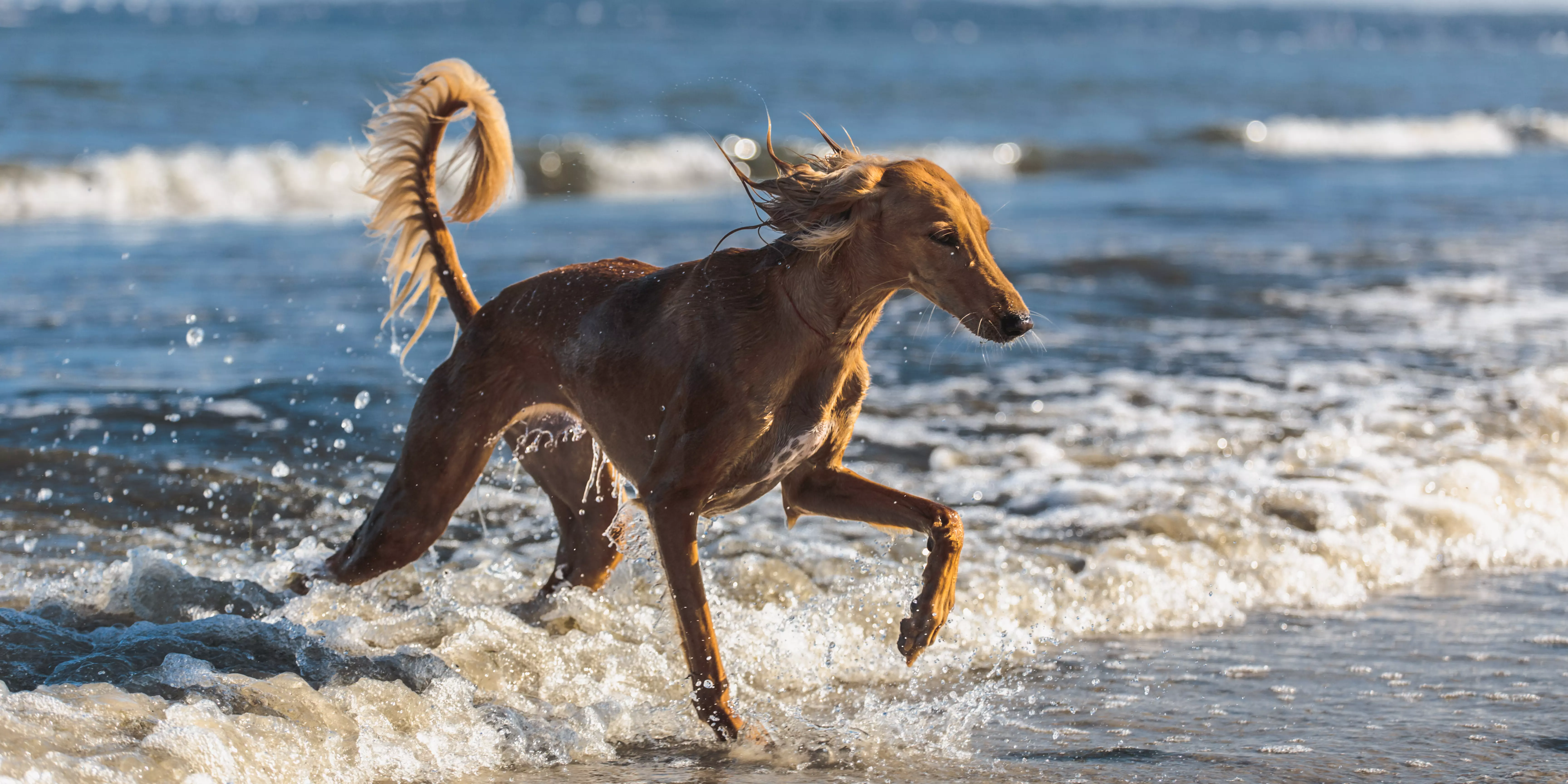 Saluki