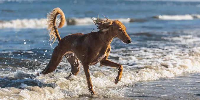 Saluki on the beach