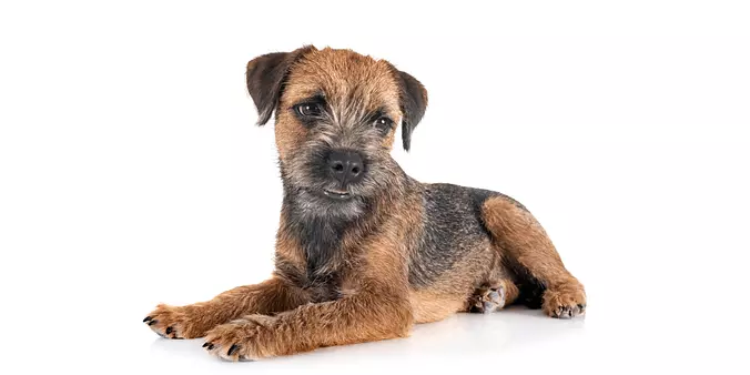 Border Terrier puppy