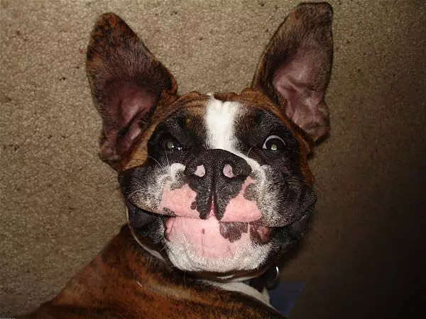 Happy Happy Dog