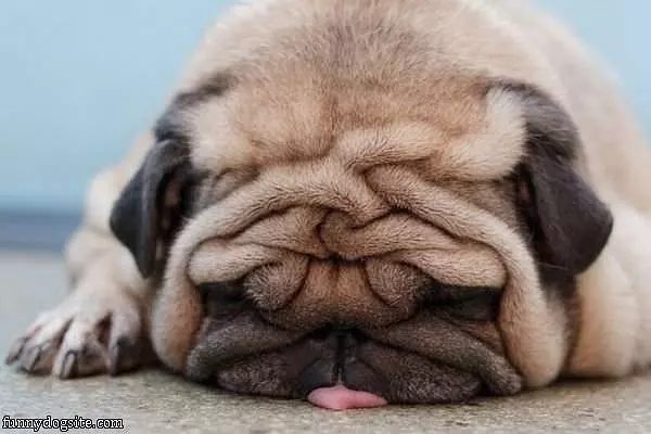 Wrinkles