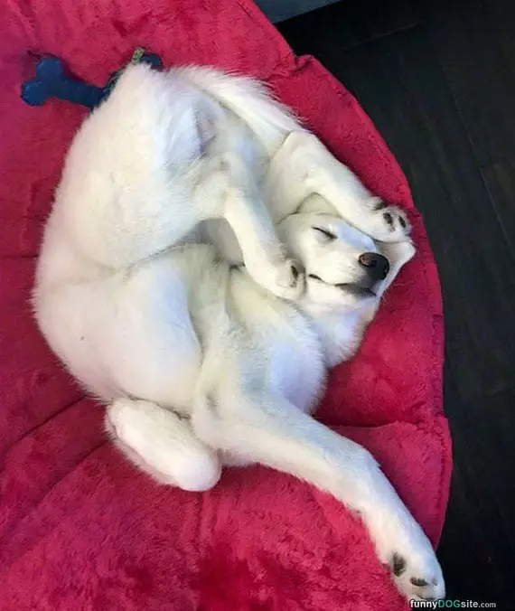 Pretzel Dog