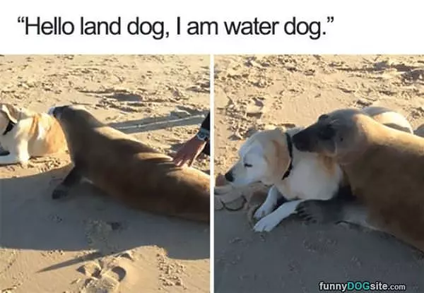 Hello Land Dog