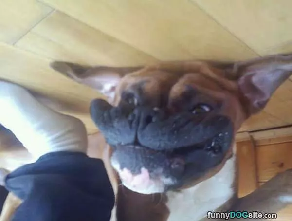 Big Huge Smile